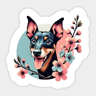 Manchester Terrier Revels in Spring Cherry Blossoms Sticker